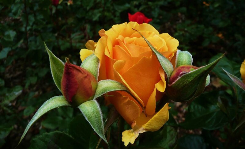 Yellow Rose in Bloom — Natural, Photograph
