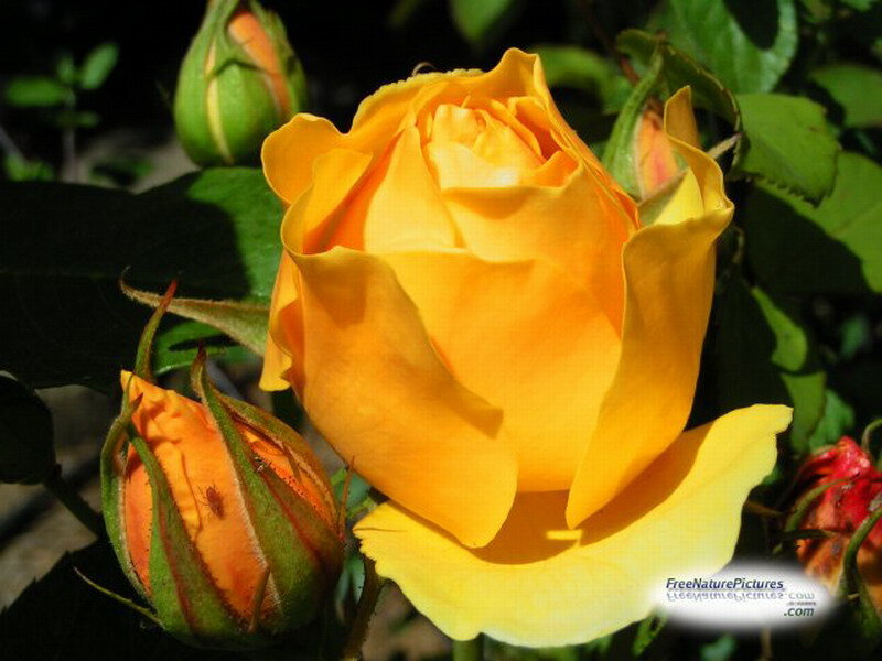 Yellow Rose in Bloom — Natural