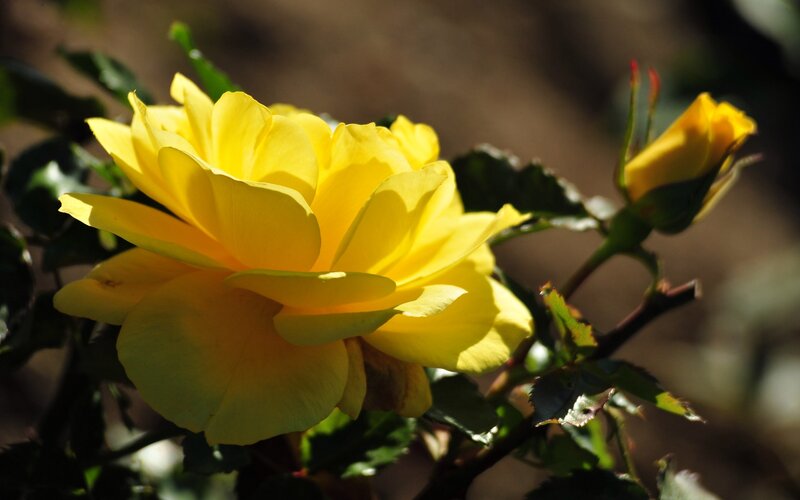 Yellow Rose in Bloom — Serene, Afternoon, Photograph, Bud, Leaves