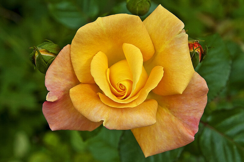 Yellow Rose in Bloom — Serene, Afternoon, Photograph, Buds, Leaves
