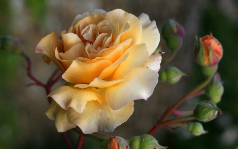 Yellow Rose in Bloom — Serene, Afternoon, Photograph, Buds, Stem