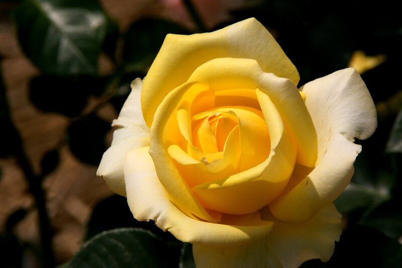 Yellow Rose in Bloom — Serene, Afternoon, Photograph, Flower, Petals