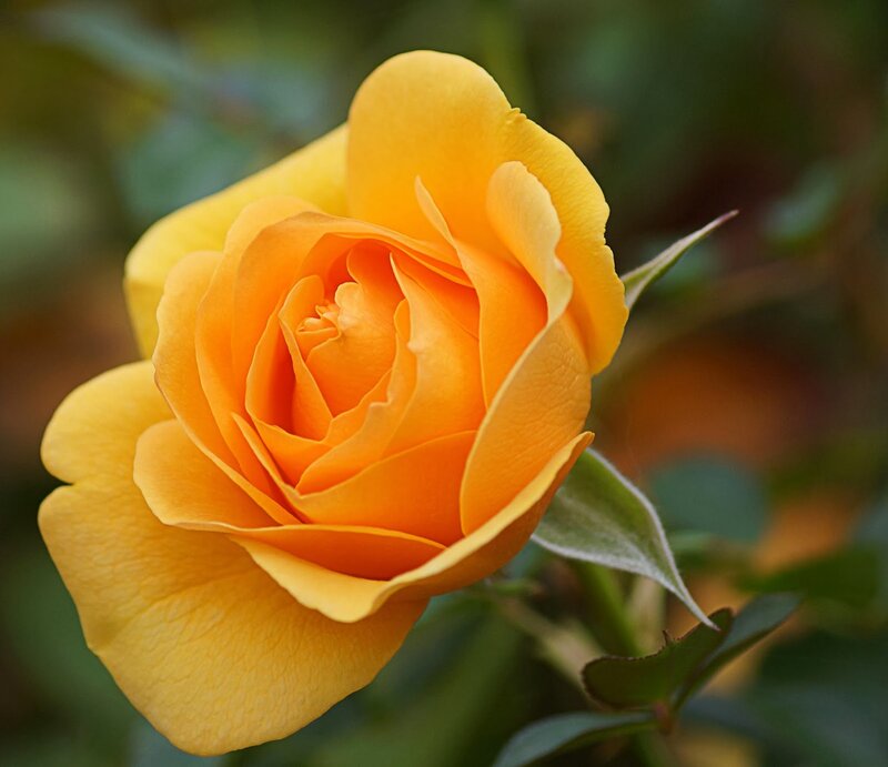 Yellow Rose in Bloom — Serene, Afternoon, Photograph, Green Leaves, Bud
