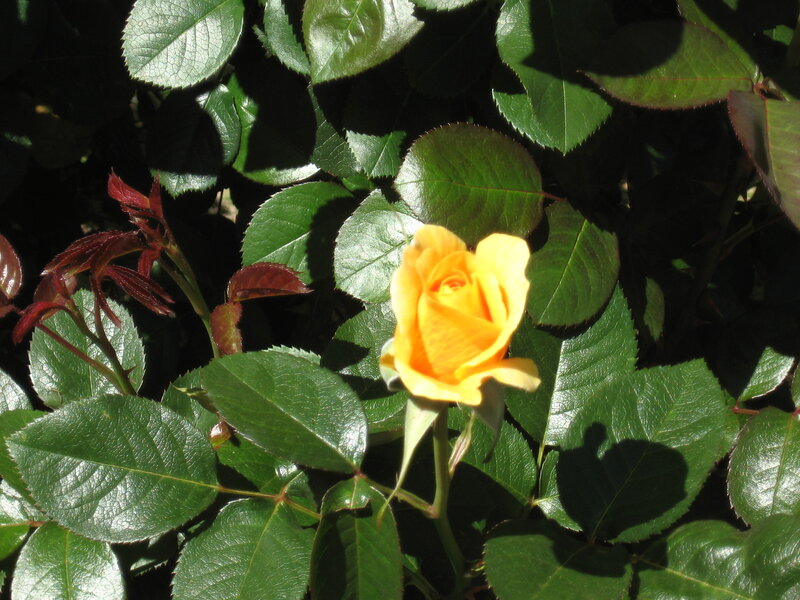 Yellow Rose in Bloom — Serene, Afternoon, Photograph, Green Leaves, Sunlight, Shadows
