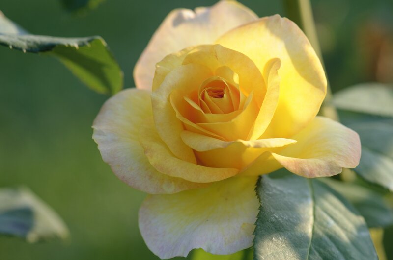 Yellow Rose in Bloom — Serene, Afternoon, Photograph, Leaf