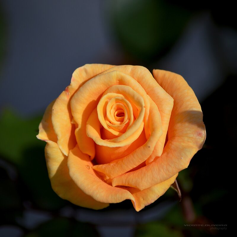 Yellow Rose in Bloom — Serene, Afternoon, Photograph, Petals, Green Leaves