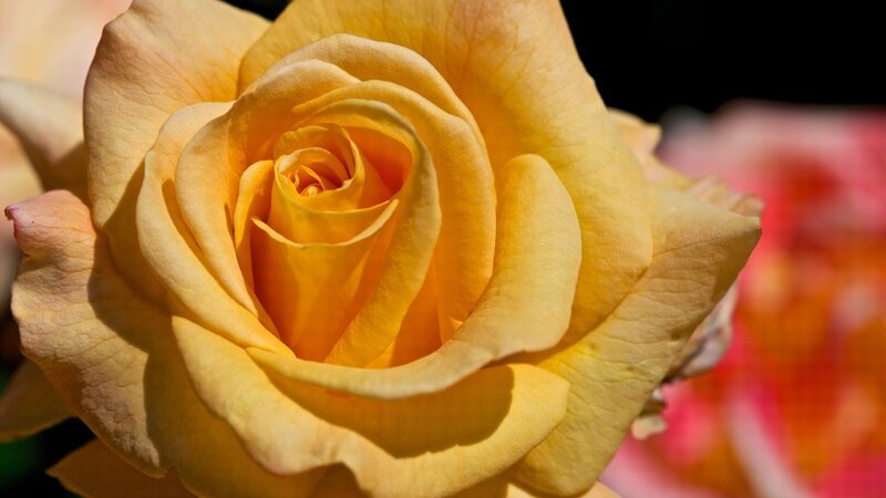 Yellow Rose in Bloom — Serene, Afternoon, Photograph, Petals, Sunlight