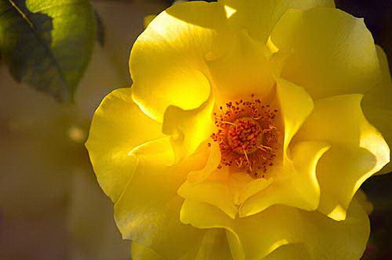 Yellow Rose in Bloom — Serene, Afternoon, Photograph, Petals