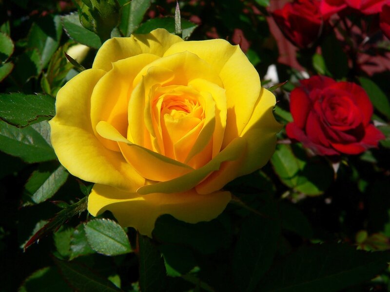 Yellow Rose in Bloom — Serene, Afternoon, Photograph, Red Rose