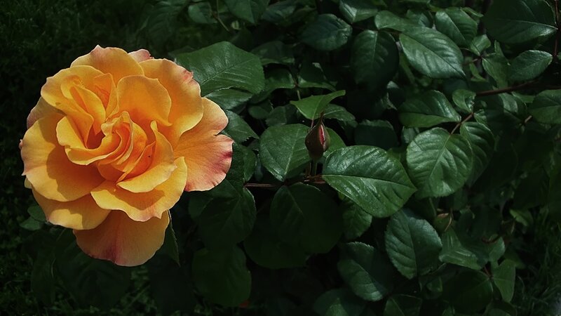 Yellow Rose in Bloom — Serene, Afternoon, Photograph, Rose Bud
