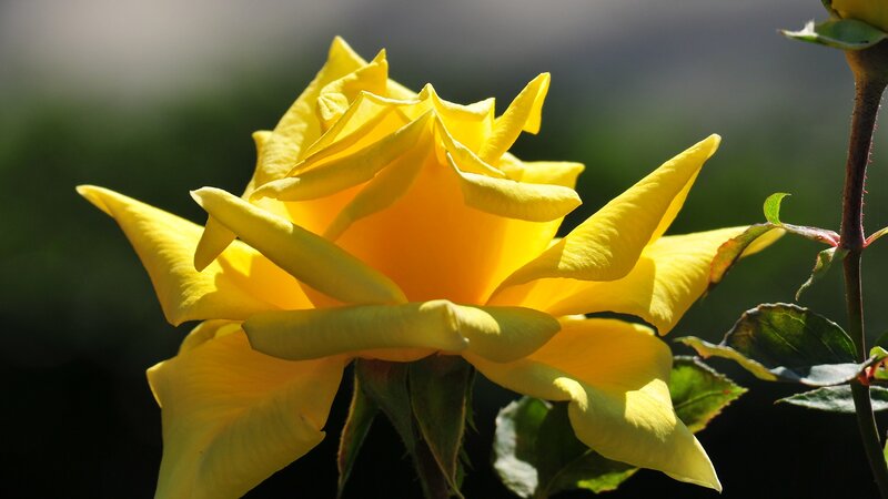 Yellow Rose in Bloom — Serene, Afternoon, Photograph, Stem