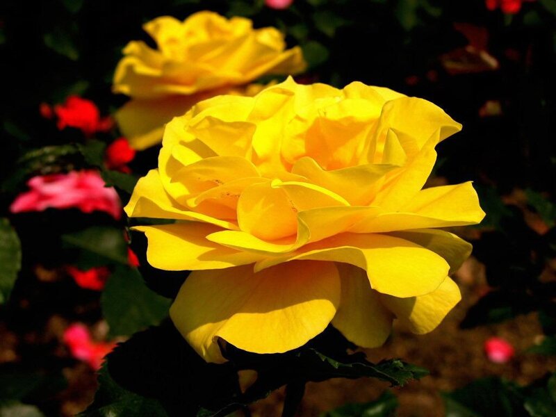 Yellow Rose in Bloom — Serene, Afternoon