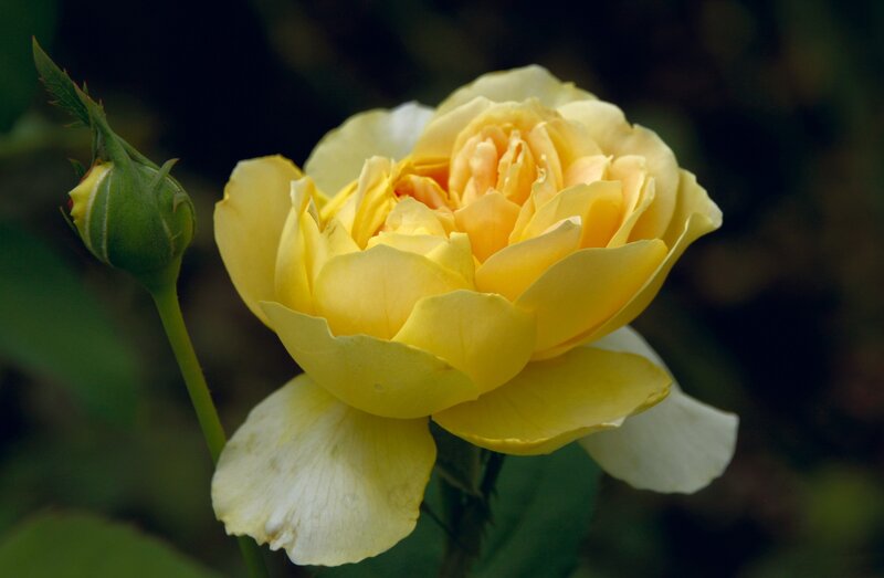 Yellow Rose in Bloom — Serene, Photograph, Bud, Stem