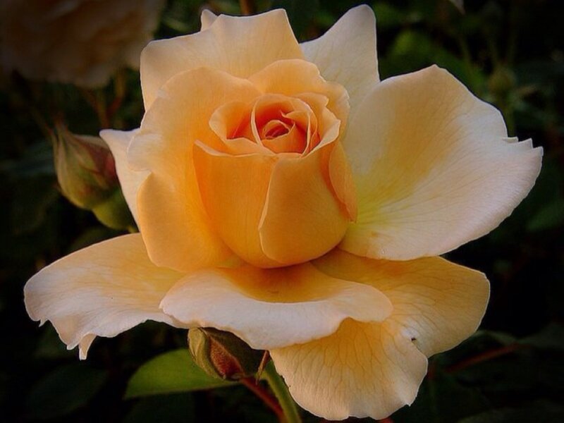 Yellow Rose in Bloom — Serene, Photograph, Bud