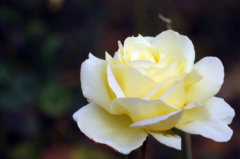 Yellow Rose in Bloom — Serene, Photograph, Flower, Stem