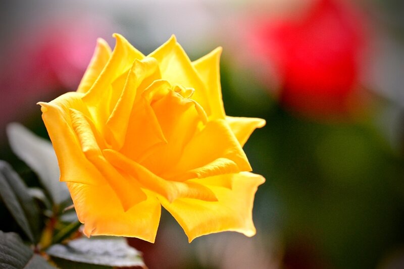 Yellow Rose in Bloom — Serene, Photograph, Green Leaves