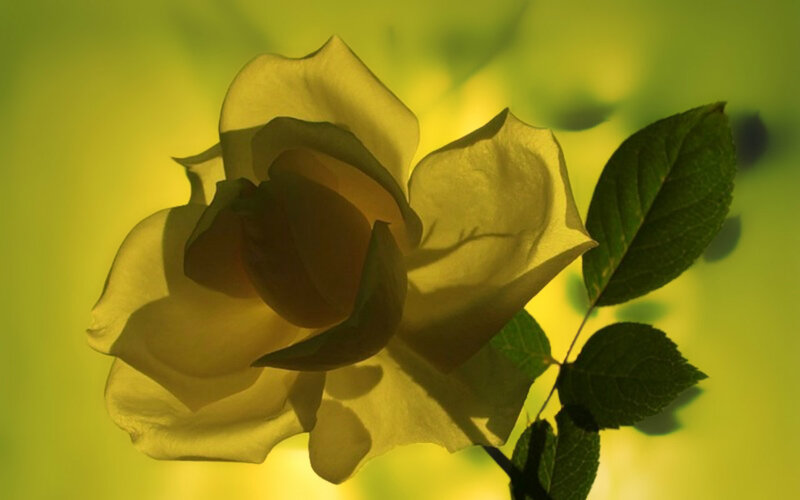 Yellow Rose in Bloom — Serene, Photograph, Leaf