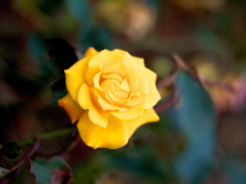Yellow Rose in Bloom — Serene, Photograph, Leaves