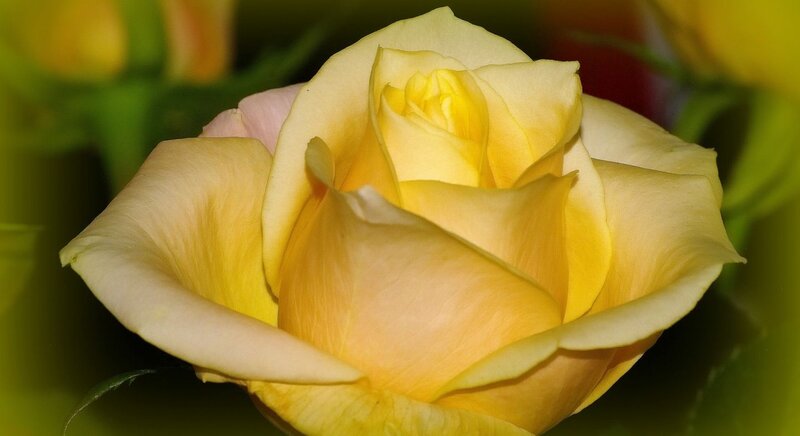 Yellow Rose in Bloom — Serene, Photograph, Petals, Green Leaves