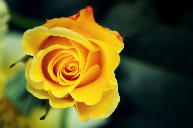 Yellow Rose in Bloom — Serene, Photograph, Petals