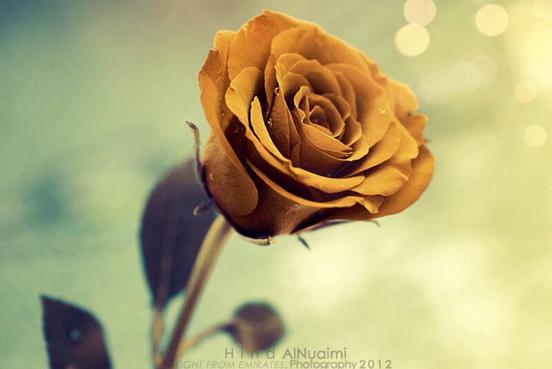 Yellow Rose in Bloom — Serene, Photograph, Stem