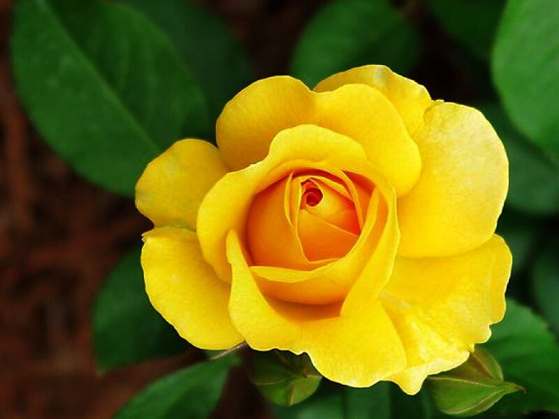 Yellow Rose in Bloom — Serene, Photograph