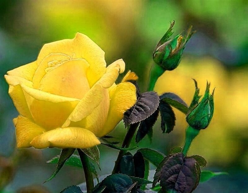 Yellow Rose in Bloom — Serene, Spring