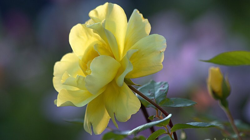 Yellow Rose in Bloom — Serene, Sunset, Photograph