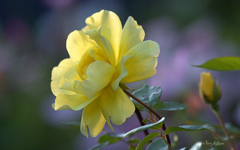 Yellow Rose in Bloom — Serene, Sunset