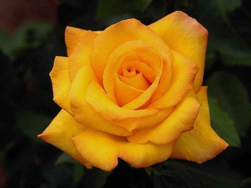 Yellow Rose in Bloom — Serene