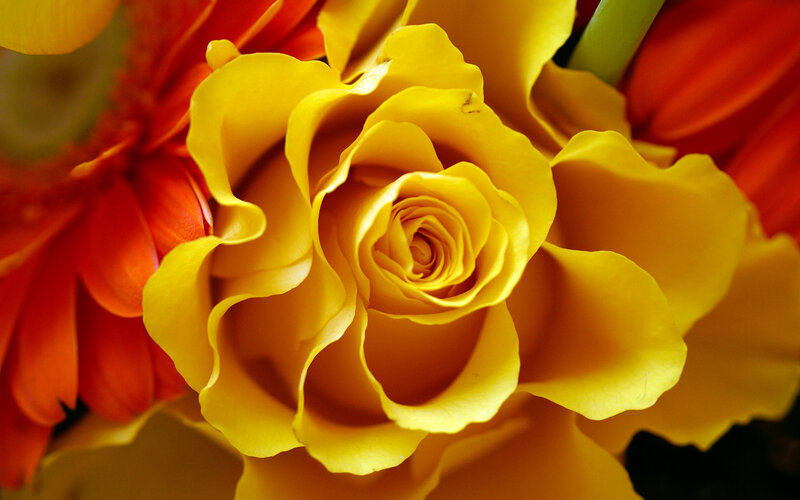 Yellow Rose in Bloom — Vibrant, Photograph