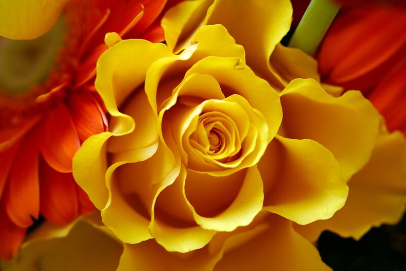 Yellow Rose in Bloom — Vibrant