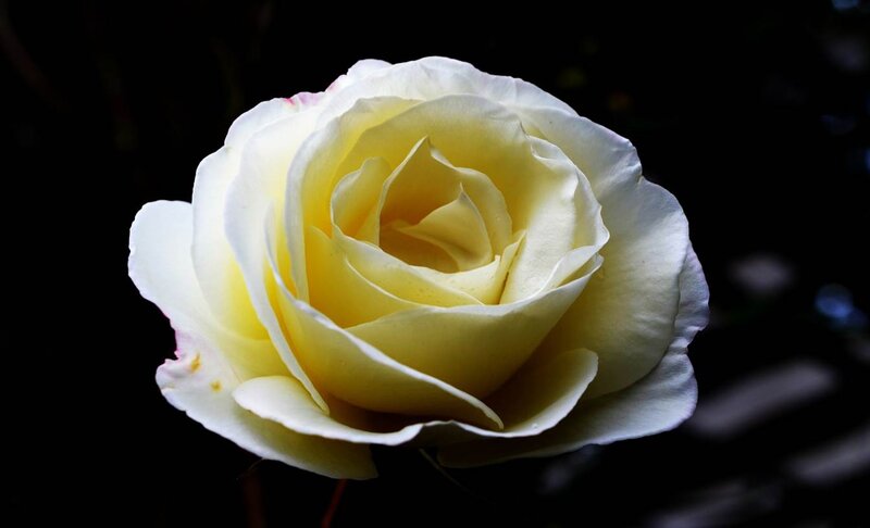Yellow Rose in Bloom — White, Dramatic, Photograph