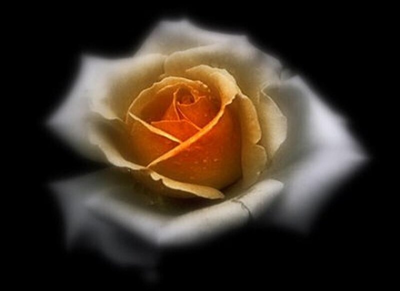 Yellow Rose in Bloom — White, Dramatic