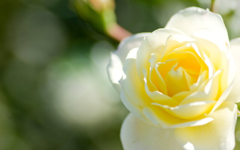 Yellow Rose in Bloom — White, Serene, Afternoon