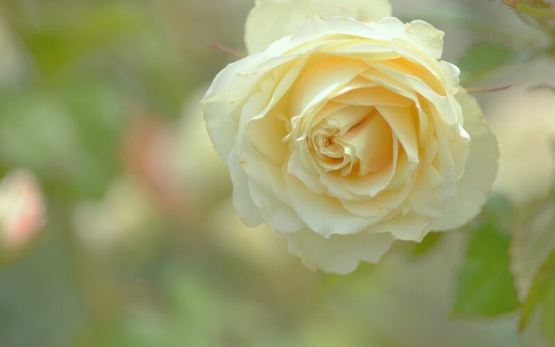 Yellow Rose in Bloom — White, Serene