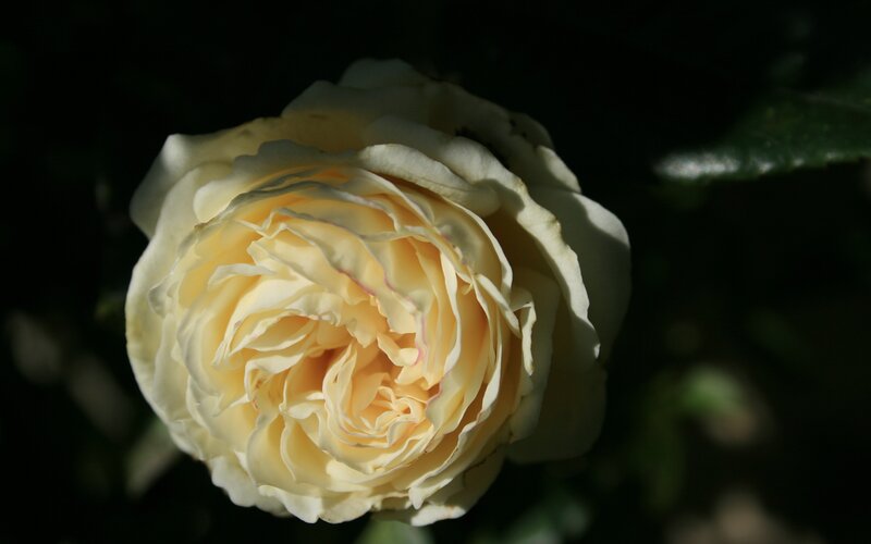 Yellow Rose in Bloom — White
