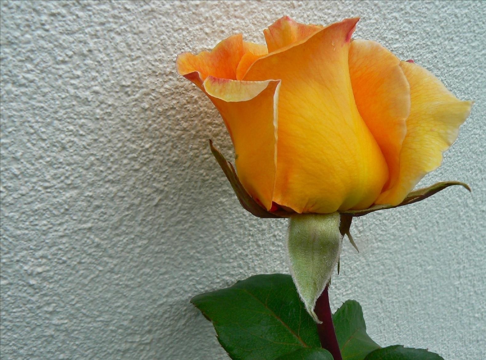 yellow rose in bloom