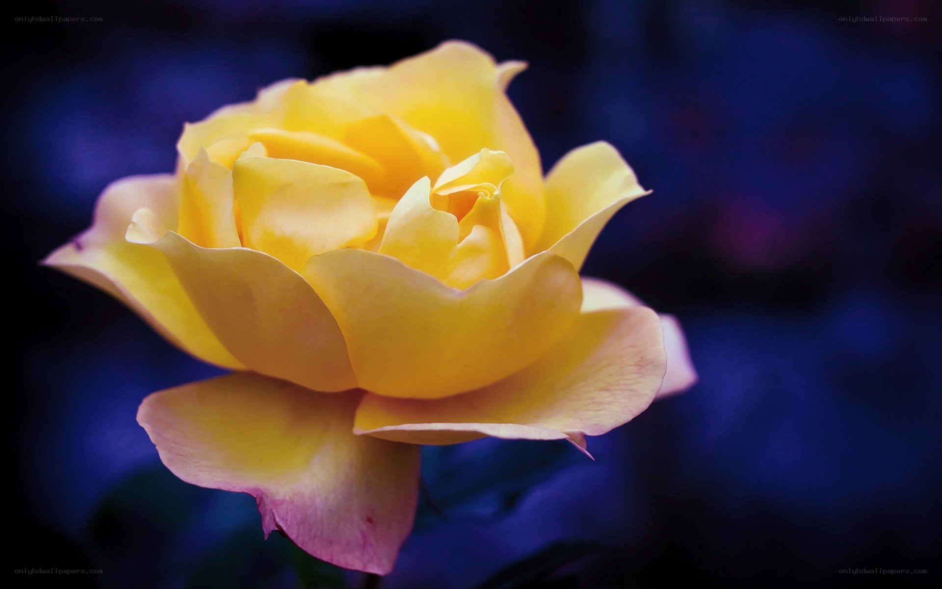 yellow rose in blue light