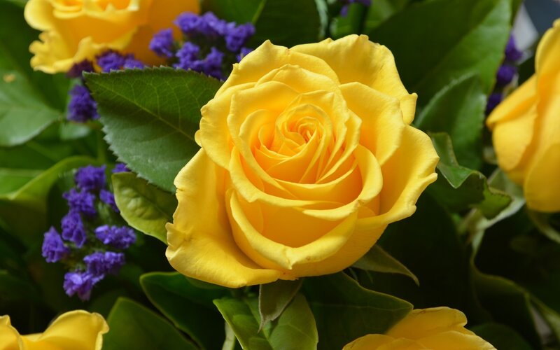 Yellow Rose in Bouquet — Calm, Photograph, Green Leaves