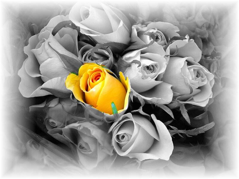 Yellow Rose in Bouquet — Serene