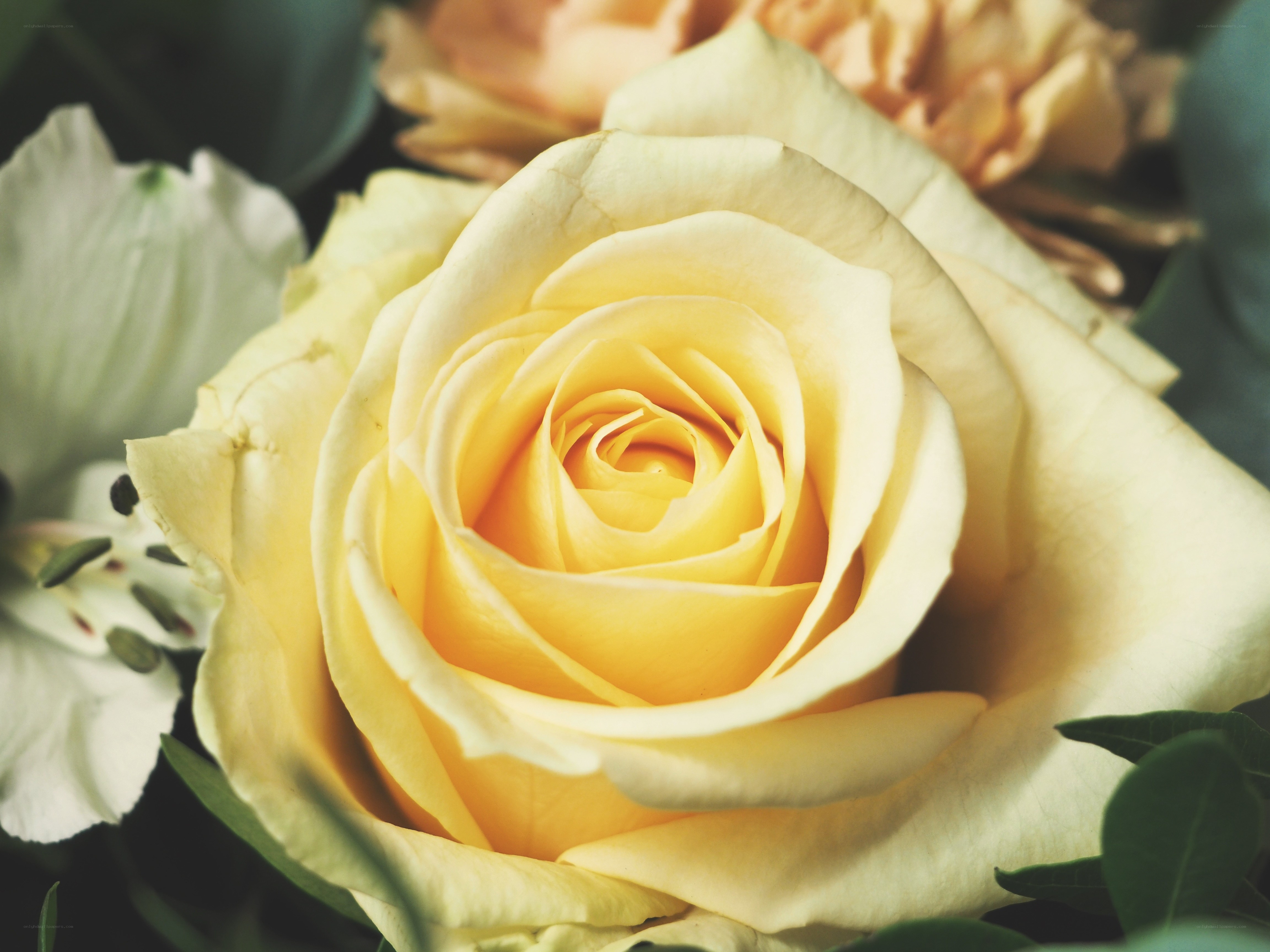 yellow rose in bouquet