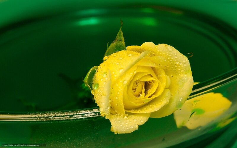 Yellow Rose in Bowl
