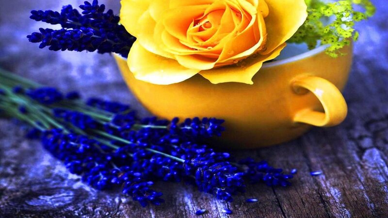 Yellow Rose in Cup — Calm