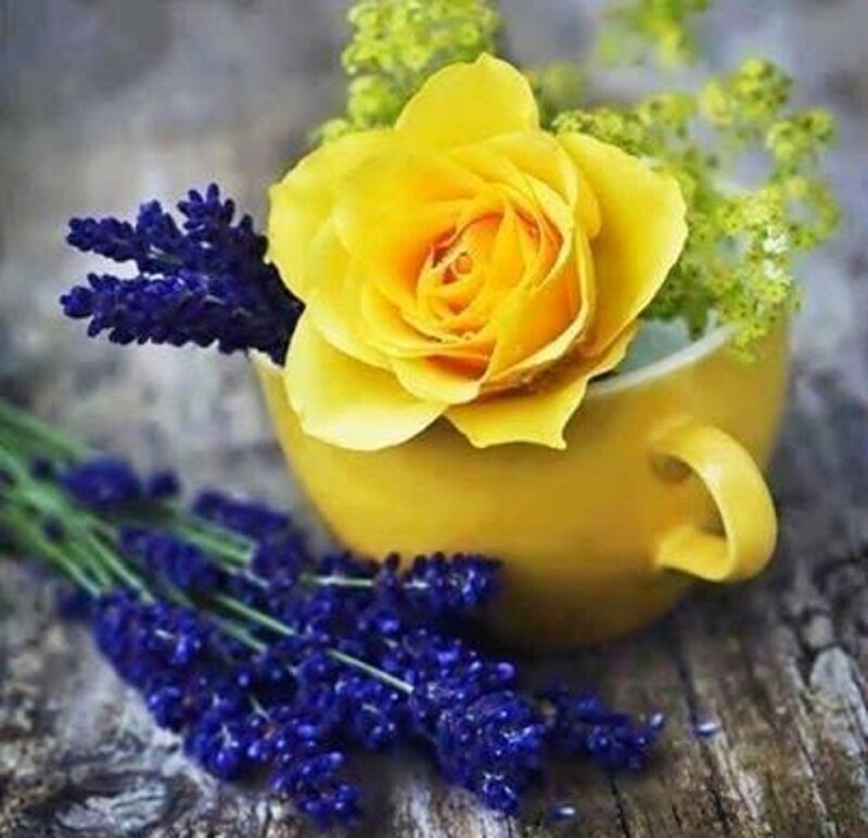 Yellow Rose in Cup — Serene, Photograph, Lavender
