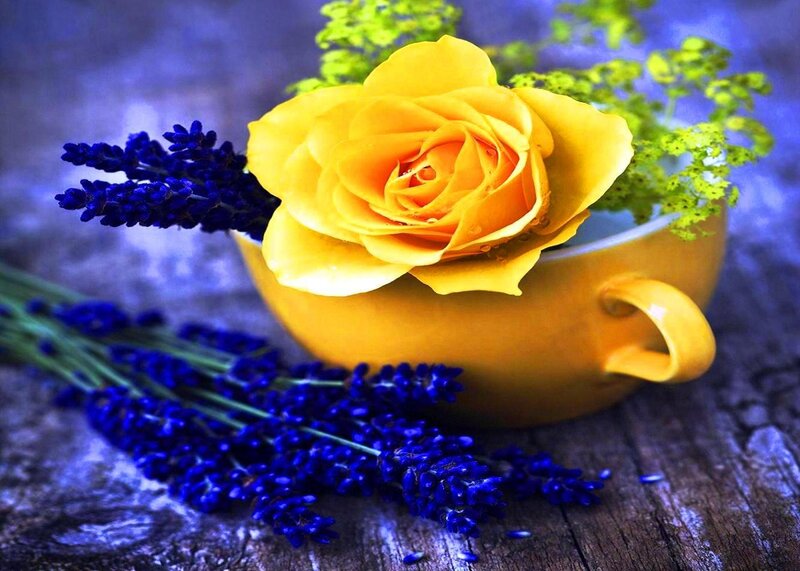 Yellow Rose in Cup — Serene, Photograph