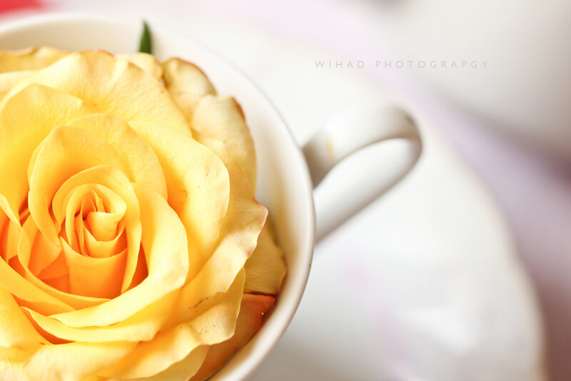 Yellow Rose in Cup