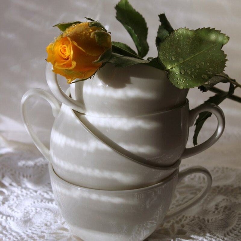 Yellow Rose in Cups