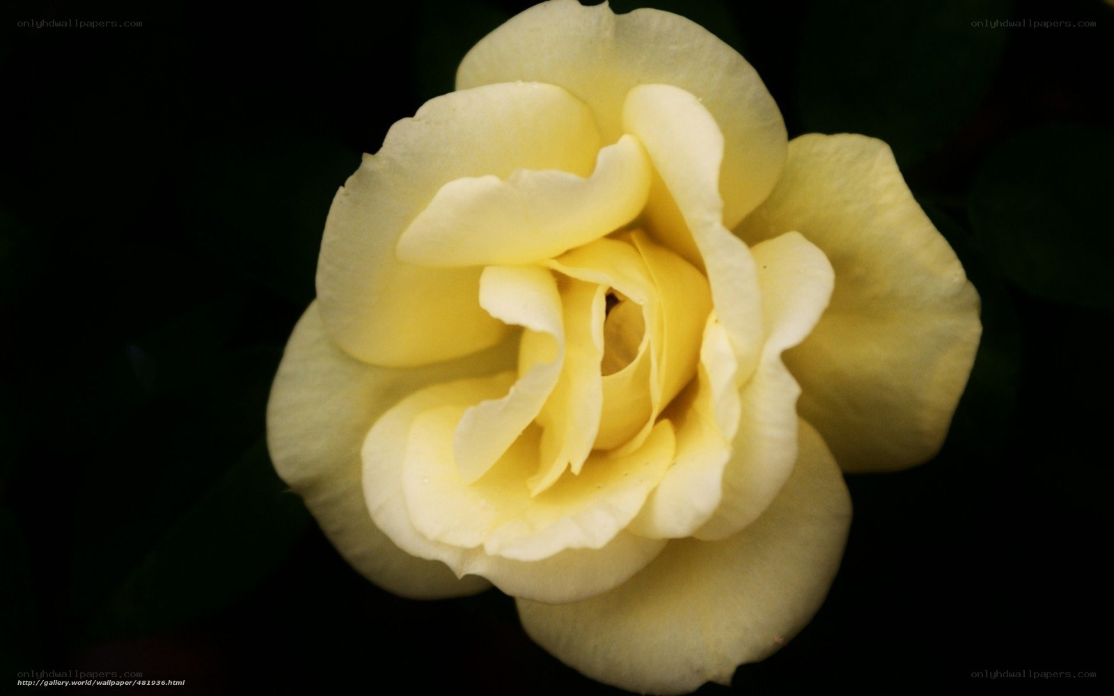 yellow rose in darkness
