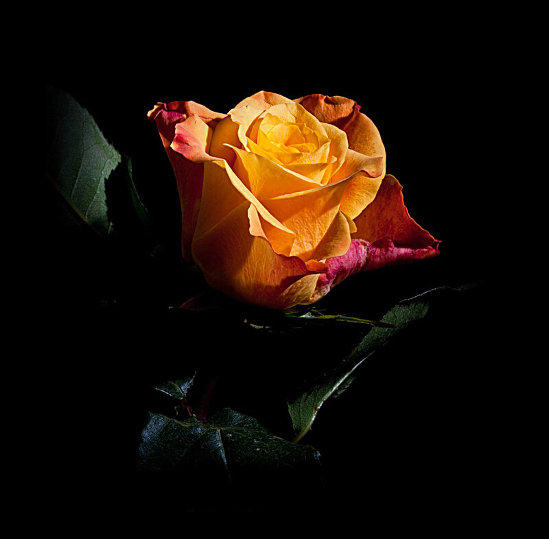yellow rose in darkness